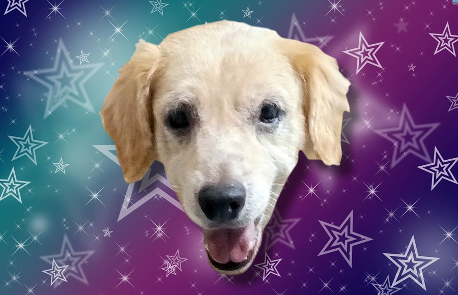 El perro que convirtió una fiesta en fenómeno viral Sam, el perro salsero, vive con su dueña Madeleine en Quevedo, Ecuador. (Fotos: extra.ec y TikTok)